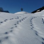 Naturfreunde SG - 2017.02.19 Schneeschuhtour Pfingstboden - 005 3035