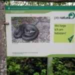 Naturfreunde SG - 2017.05.04. Dowa Lengwilerweiher - 020 3132