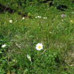 Naturfreunde SG - 06.07.2017 Donnerstagswanderung Alp Sigel - 017 3207