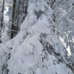 Naturfreunde SG - 2018.02.25 Schneeschutour Pfingstbooden - 005 3773