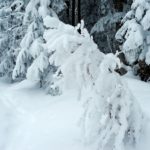 Naturfreunde SG - 2018.02.25 Schneeschutour Pfingstbooden - 030 3798