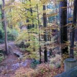 Naturfreunde SG - 2018.11.08 Rheintaler Höhenweg Berneck-Altstätten - 021 4486