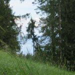 Naturfreunde SG - 2020.09.03 Hügel, Wald, Tobel - 016 5367